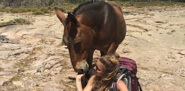 chevaux-corse-gr20-laurene