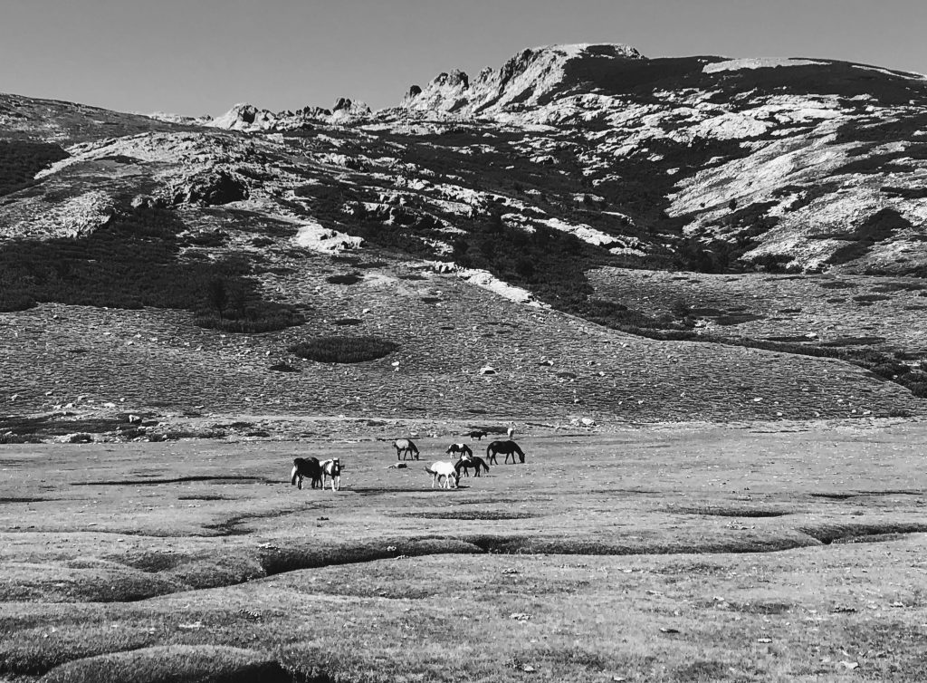 chevaux-nino-gr20-photo-noir-et-blanc
