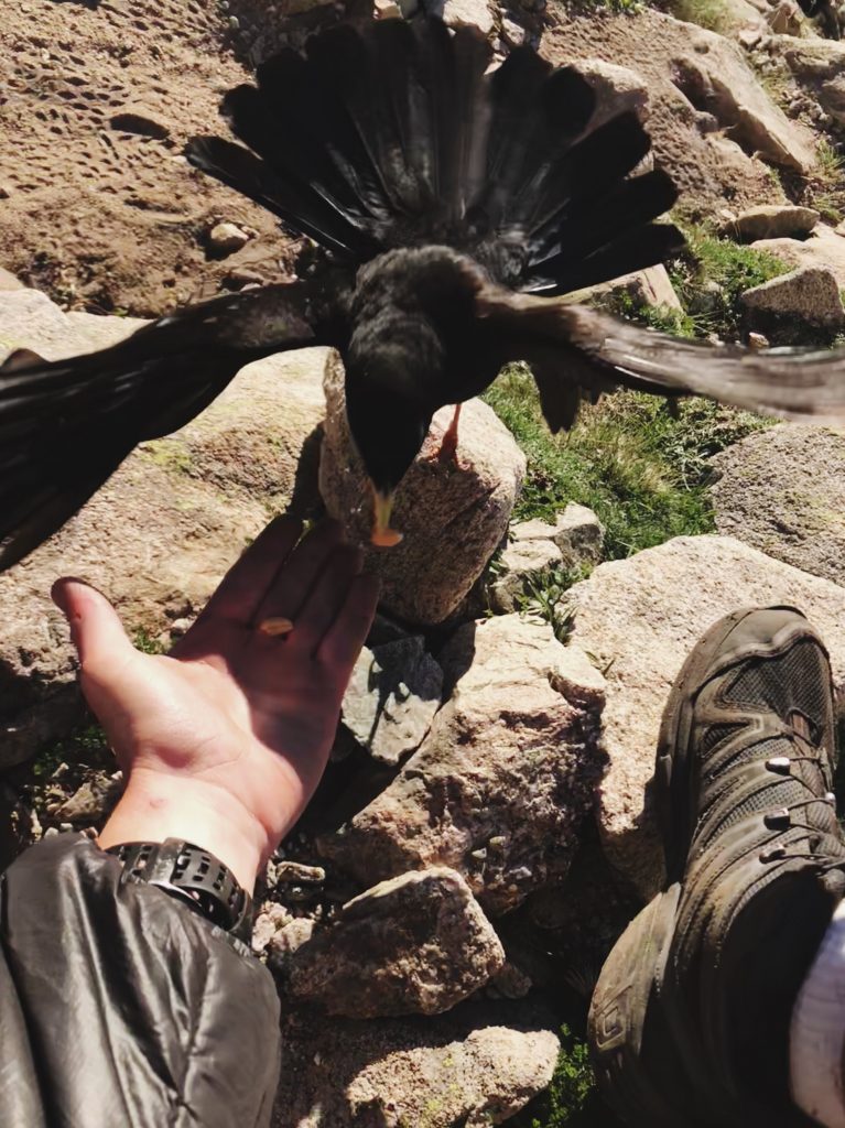 chocard-a-bec-jaune-corse