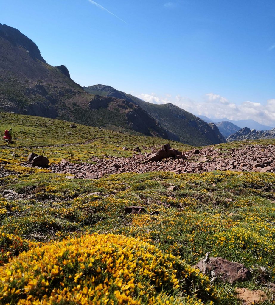 Flowered Corsican Mountain in July