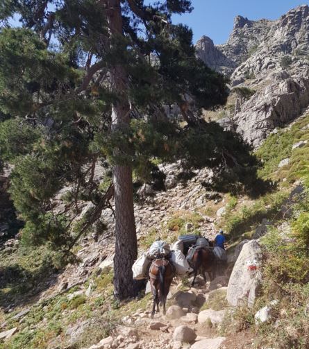 Mules-gr20-corse-jeremy