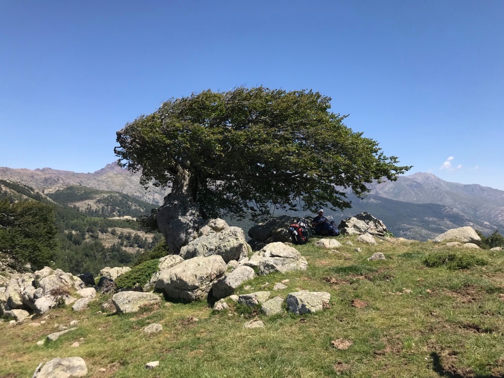 arbre-prairie-corse-gr