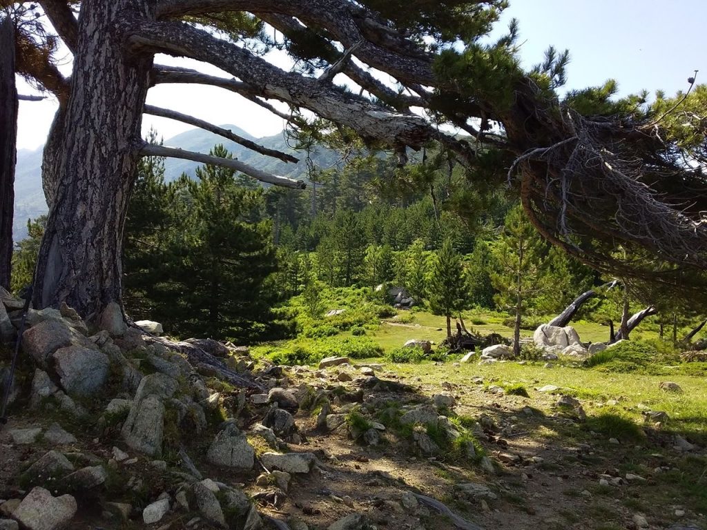 corse-montagne-arbre